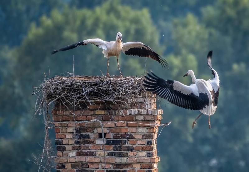 Expert Chimney Animal Removal in Boston, MA Professional Chimney Animal Removal Services in Boston, Massachusetts