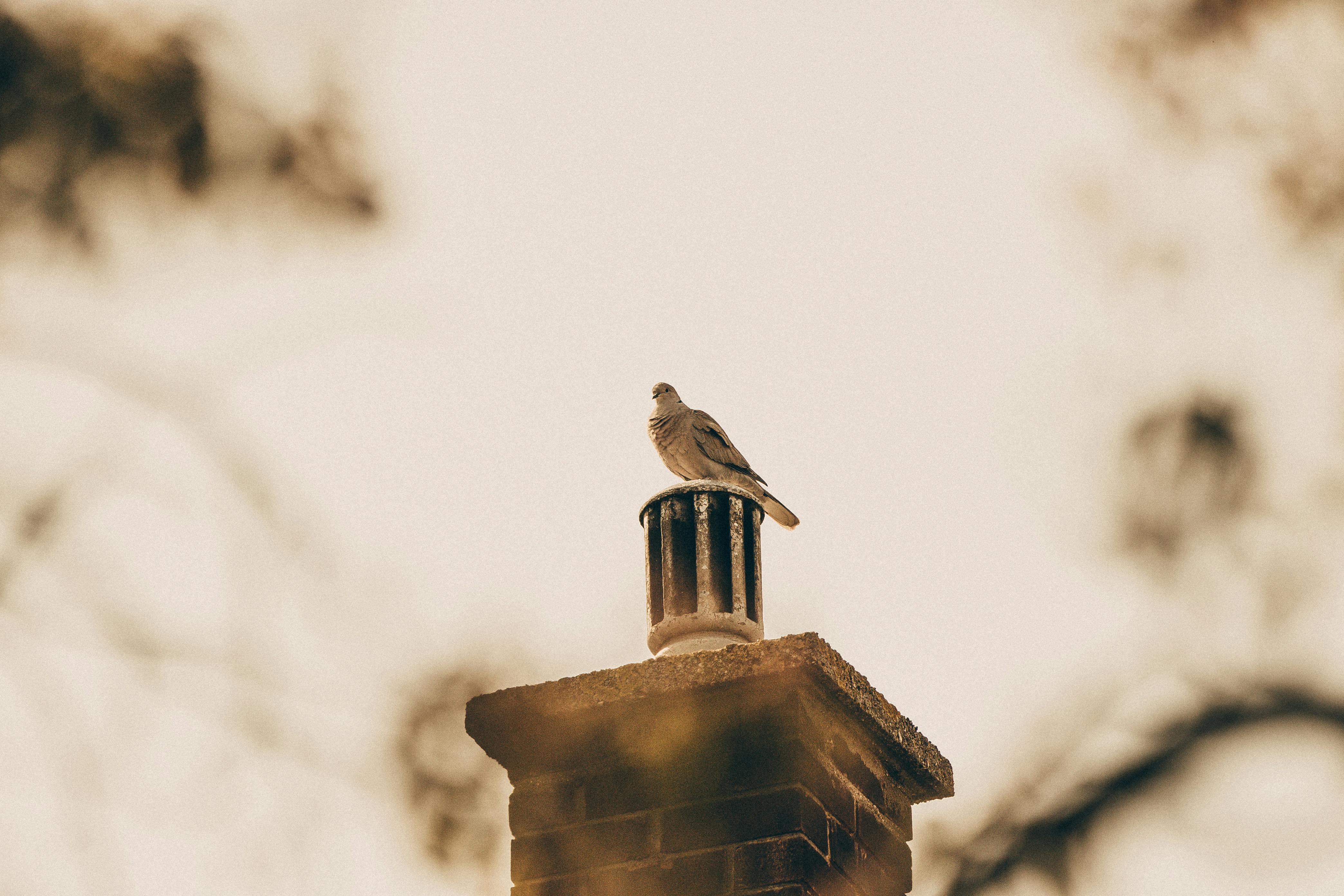 Professional Chimney Cap Installation Services in Boston, MA Expert Chimney Cap Installation in Boston, Massachusetts